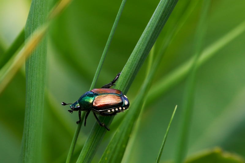 Japanese Beetle